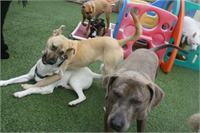 daycare pic 103 - play time